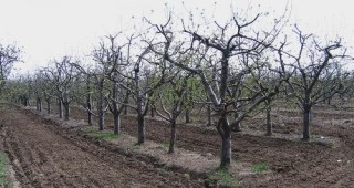 Фермер отсече близо 900 черешови дървета от имот, който църквата си поиска