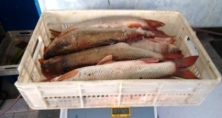 От търговски обект в Свищов са иззети 121 кг незаконна риба