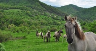 Снимат филм за българските диви коне тарпани