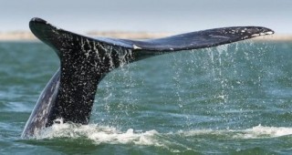 В Южното полукълбо се появи сив кит
