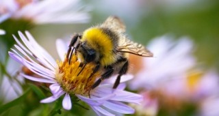 Пчели ще търсят невзривени мини, останали от въоръжения конфликт в Хърватия