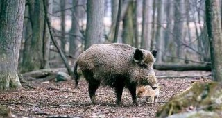 За последните 4 години на територията на ЛРД - Троян са отсреляни общо 4531 бр. диви свине