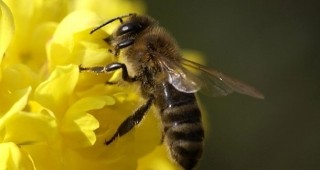 Значителен спад в броя на пчелите има тази година в Англия