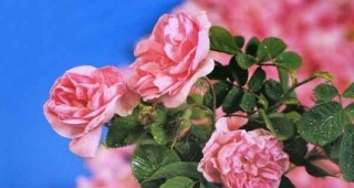 110 години - Празник на розата
