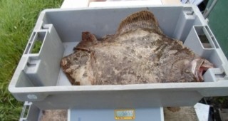ИАРА е извършила проверки за нерегламентирана продажба на риба в градове по Черно море