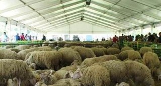 Предстои второто издание на Националния събор на овцевъдите в България