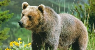 Властите в Косово започнаха кампания за извеждане на мечки от ресторанти и частни зоопаркове