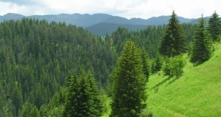 Стартира третото тримесечие от изпълнението на проекта за стратегическо планиране в българските гори