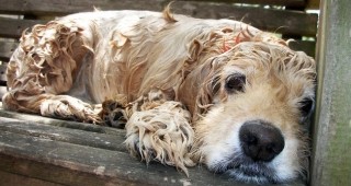 Решаването на проблема с бездомните кучета в Силистра претърпя провал