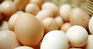 Салмонела е била открита в партида от яйца, внесени от Латвия в Швеция
