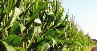 Monsanto се отказва да разпространява своите ГМО сортове растения в Европа