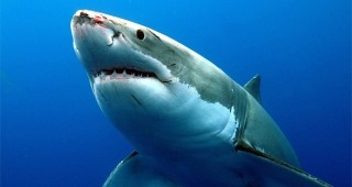 Европейският съюз затегна забраната си за улов на акули