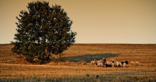В България най-голям дял в сивия сектор има селското стопанство