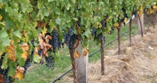 Срокът по Националната програма за подпомагане на лозаро-винарския сектор – удължен за втори път