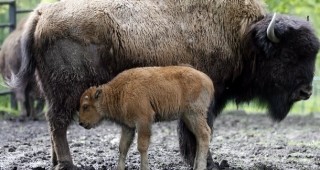 Бебе от редкия вид на европейските бизони се роди в добричкия зоопарк