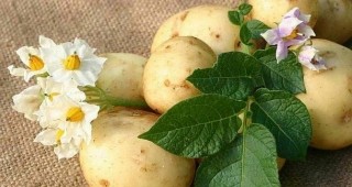 ЕК одобри схема, компенсираща разходите на картофопроизводителите