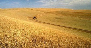 Износът на пшеница от ЕС през 2013/14 г. ще отбележи спад с 2,4 млн. т