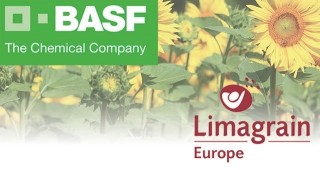 Limagrain Europe и BASF сключват споразумение за Clearfield Plus® в слънчогледопроизводството