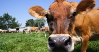 Крави на лизинг в Сърбия