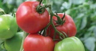 Българският розов домат е изместен от турски и холандски сортове