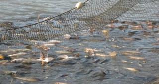 Близо половин тон незаконно уловена риба иззеха габровски полицаи