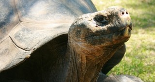 Гигантска костенурка почина на 176-годишна възраст