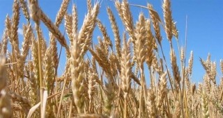 140 дка пшеница са изгорели при пожар в община Тервел