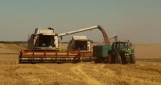 По-висок среден добив от пшеницата отчитат производителите в Добричко