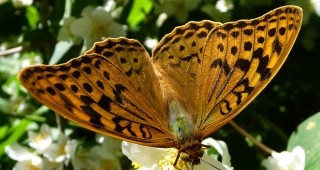 Нова технология срещу фалшификации, вдъхновена от пеперуди