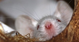 Японски учени са клонирали мишка чрез капка кръв