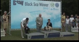 Над 900 кучета дефилират в рамките на киноложката изложба Black Sea Winner 2013