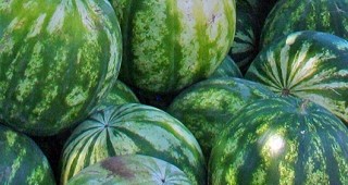 Фермери от Любимец искат контрол върху вносните плодове и зеленчуци