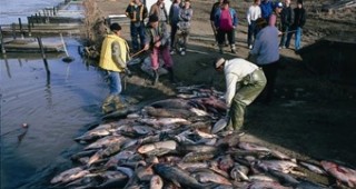 Замърсяването в Мексиканския залив е предизвикало смъртта на близо 500 тона риба