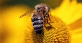 XI Национален пчеларски събор ще се проведе в Архитектурно-етнографски комплекс Етър