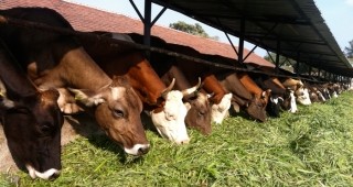 България е сред страните с най-малките млечни ферми и най-непродуктивните крави в ЕС