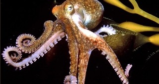 Октоподите оцеляват в различни условия - от антарктическия мраз до топлите тропици