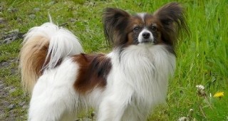 Малките породи кучета до 10 кг ще имат вече отделно място за разходка в Бургас