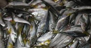 Хванати са две лица, извършващи нерегламентирана продажба на риба в района на Аркутино