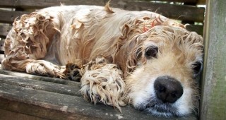 Над 65 000 лева са били вложени в кастрирането на бездомни кучета в Кърджали през миналата година