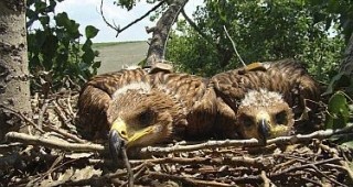 Царските орли в България с по-висок гнездови успех от тези в Турция