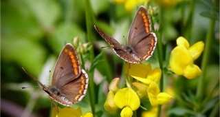 Община Кюстендил организира карнавал на пеперудите