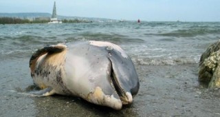 Природозащитници: Увеличават се случаите на мъртви делфини