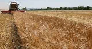 Над 75% от площите с пшеница в Бургаска област са ожънати