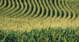 Италия ще забрани отглеждането на даден вид генетично модифицирана царевица