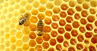9-ти Фестивал на меда и пчелните продукти