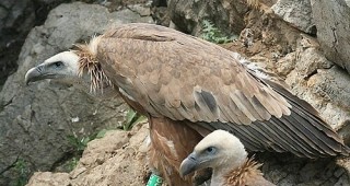 Ниско летящи американски самолети в Родопите създават рискове за белоглавите лешояди