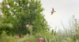 БДЗП организира в Добрич сутрешно наблюдение на птици