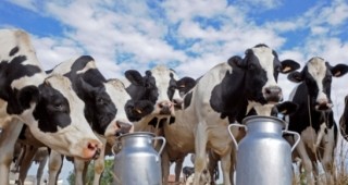 Млекопроизводителите ще могат да договарят колективно продажбата на сурово мляко към мандрите