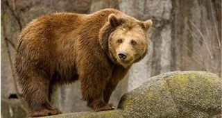 Най-новото попълнение в Добричкия зоопарк е кафява женска мечка от Швейцария