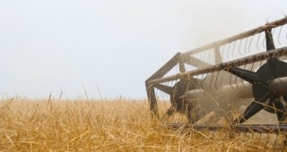 80% от площите с пшеница в област Видин са ожънати